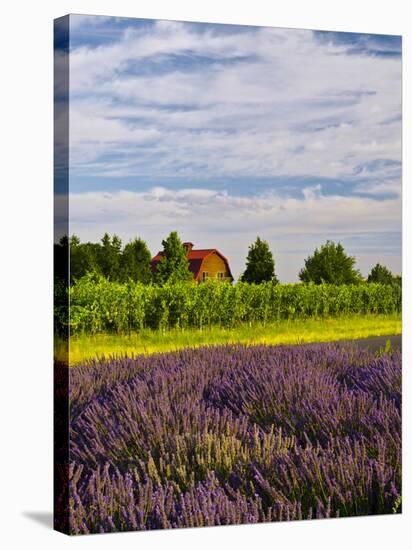 Lavender Fields Border Vineyard, Walla Walla, Washington, USA-Richard Duval-Stretched Canvas