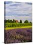 Lavender Fields Border Vineyard, Walla Walla, Washington, USA-Richard Duval-Stretched Canvas