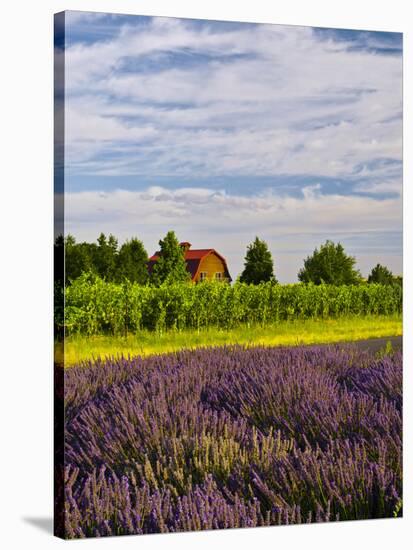 Lavender Fields Border Vineyard, Walla Walla, Washington, USA-Richard Duval-Stretched Canvas