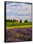 Lavender Fields Border Vineyard, Walla Walla, Washington, USA-Richard Duval-Framed Stretched Canvas