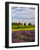 Lavender Fields Border Vineyard, Walla Walla, Washington, USA-Richard Duval-Framed Photographic Print