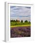 Lavender Fields Border Vineyard, Walla Walla, Washington, USA-Richard Duval-Framed Photographic Print