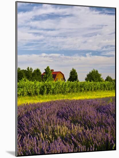 Lavender Fields Border Vineyard, Walla Walla, Washington, USA-Richard Duval-Mounted Photographic Print