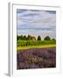 Lavender Fields Border Vineyard, Walla Walla, Washington, USA-Richard Duval-Framed Photographic Print