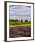 Lavender Fields Border Vineyard, Walla Walla, Washington, USA-Richard Duval-Framed Photographic Print