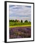 Lavender Fields Border Vineyard, Walla Walla, Washington, USA-Richard Duval-Framed Photographic Print