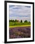 Lavender Fields Border Vineyard, Walla Walla, Washington, USA-Richard Duval-Framed Photographic Print