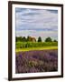 Lavender Fields Border Vineyard, Walla Walla, Washington, USA-Richard Duval-Framed Photographic Print