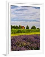 Lavender Fields Border Vineyard, Walla Walla, Washington, USA-Richard Duval-Framed Photographic Print