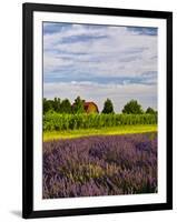 Lavender Fields Border Vineyard, Walla Walla, Washington, USA-Richard Duval-Framed Photographic Print