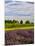 Lavender Fields Border Vineyard, Walla Walla, Washington, USA-Richard Duval-Mounted Photographic Print