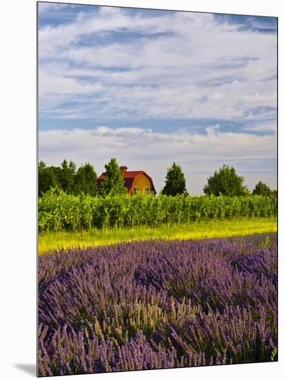 Lavender Fields Border Vineyard, Walla Walla, Washington, USA-Richard Duval-Mounted Photographic Print