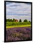 Lavender Fields Border Vineyard, Walla Walla, Washington, USA-Richard Duval-Framed Photographic Print