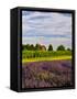 Lavender Fields Border Vineyard, Walla Walla, Washington, USA-Richard Duval-Framed Stretched Canvas