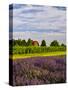 Lavender Fields Border Vineyard, Walla Walla, Washington, USA-Richard Duval-Stretched Canvas