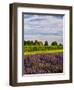 Lavender Fields Border Vineyard, Walla Walla, Washington, USA-Richard Duval-Framed Photographic Print