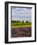 Lavender Fields Border Vineyard, Walla Walla, Washington, USA-Richard Duval-Framed Photographic Print