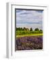 Lavender Fields Border Vineyard, Walla Walla, Washington, USA-Richard Duval-Framed Photographic Print