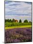 Lavender Fields Border Vineyard, Walla Walla, Washington, USA-Richard Duval-Mounted Photographic Print