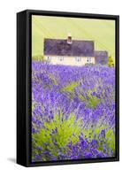 Lavender Fields, Cotswolds, Worcestershire, England, UK-Nadia Isakova-Framed Stretched Canvas