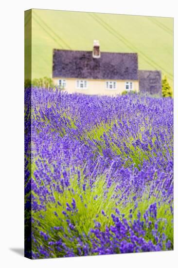 Lavender Fields, Cotswolds, Worcestershire, England, UK-Nadia Isakova-Stretched Canvas