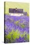 Lavender Fields, Cotswolds, Worcestershire, England, UK-Nadia Isakova-Stretched Canvas