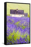 Lavender Fields, Cotswolds, Worcestershire, England, UK-Nadia Isakova-Framed Stretched Canvas