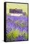 Lavender Fields, Cotswolds, Worcestershire, England, UK-Nadia Isakova-Framed Stretched Canvas