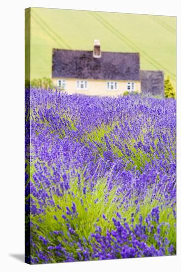 Lavender Fields, Cotswolds, Worcestershire, England, UK-Nadia Isakova-Stretched Canvas