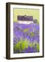 Lavender Fields, Cotswolds, Worcestershire, England, UK-Nadia Isakova-Framed Premium Photographic Print