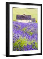 Lavender Fields, Cotswolds, Worcestershire, England, UK-Nadia Isakova-Framed Premium Photographic Print