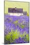 Lavender Fields, Cotswolds, Worcestershire, England, UK-Nadia Isakova-Mounted Premium Photographic Print