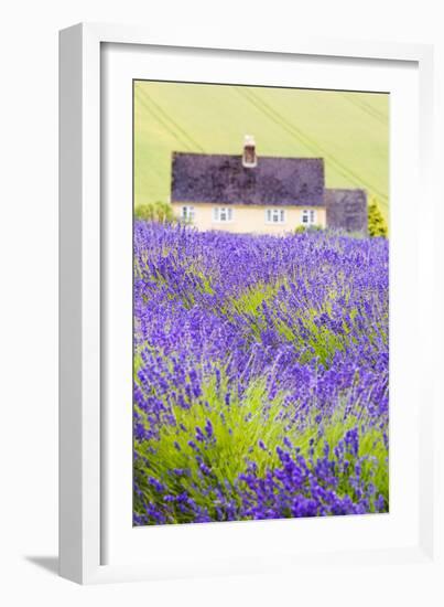 Lavender Fields, Cotswolds, Worcestershire, England, UK-Nadia Isakova-Framed Photographic Print