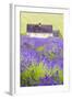 Lavender Fields, Cotswolds, Worcestershire, England, UK-Nadia Isakova-Framed Photographic Print