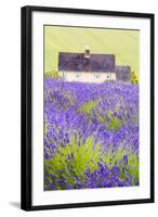 Lavender Fields, Cotswolds, Worcestershire, England, UK-Nadia Isakova-Framed Photographic Print