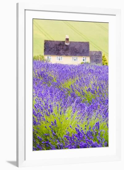 Lavender Fields, Cotswolds, Worcestershire, England, UK-Nadia Isakova-Framed Photographic Print