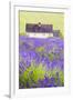 Lavender Fields, Cotswolds, Worcestershire, England, UK-Nadia Isakova-Framed Photographic Print