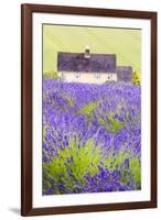 Lavender Fields, Cotswolds, Worcestershire, England, UK-Nadia Isakova-Framed Photographic Print