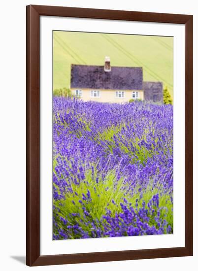 Lavender Fields, Cotswolds, Worcestershire, England, UK-Nadia Isakova-Framed Photographic Print