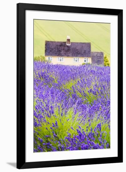 Lavender Fields, Cotswolds, Worcestershire, England, UK-Nadia Isakova-Framed Photographic Print