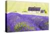 Lavender Fields, Cotswolds, Worcestershire, England, UK-Nadia Isakova-Stretched Canvas