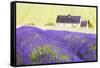 Lavender Fields, Cotswolds, Worcestershire, England, UK-Nadia Isakova-Framed Stretched Canvas