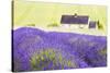 Lavender Fields, Cotswolds, Worcestershire, England, UK-Nadia Isakova-Stretched Canvas