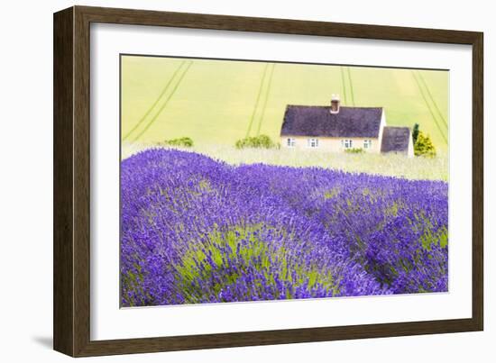 Lavender Fields, Cotswolds, Worcestershire, England, UK-Nadia Isakova-Framed Photographic Print