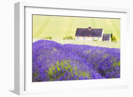 Lavender Fields, Cotswolds, Worcestershire, England, UK-Nadia Isakova-Framed Photographic Print