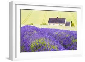 Lavender Fields, Cotswolds, Worcestershire, England, UK-Nadia Isakova-Framed Photographic Print