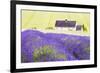 Lavender Fields, Cotswolds, Worcestershire, England, UK-Nadia Isakova-Framed Photographic Print