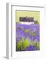 Lavender Fields, Cotswolds, Worcestershire, England, UK-Nadia Isakova-Framed Photographic Print