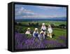 Lavender Fields, Furano, Hokkaido, Japan-Gavin Hellier-Framed Stretched Canvas