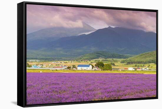 Lavender fields, Furano, Hokkaido, Japan-Christian Kober-Framed Stretched Canvas